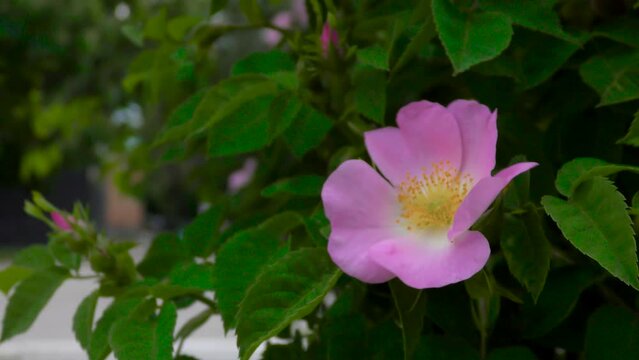 Rosehip flower on a close-up bush. Small town street. Cars and pedestrians