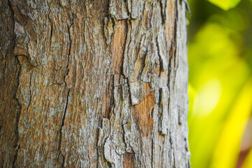 Relief texture of the brown bark of a tree with white spot fungal mold on it. Horizontal photo of a tree bark texture. Relief creative wooden texture of an old tree skin. Empty blank copy text space.