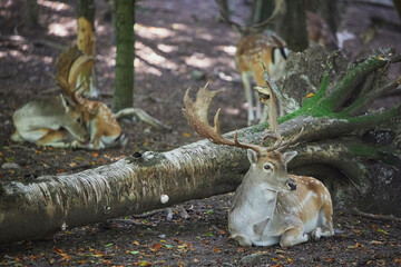 Herd of deer in the evening forest in Denmark