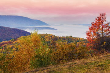 Fototapeta na wymiar misty autumn sunrise in mountains. scenery with colorful trees on the hills in morning light. landscape rolling in to the distant valley full of fog