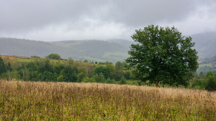 Fototapeta na wymiar oak tree on the hill in autumn. mountainous countryside on a rainy day. cloudy sky