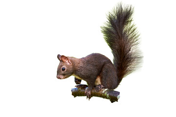 Eurasian red squirrel isolated (Sciurus vulgaris) © Adrian 