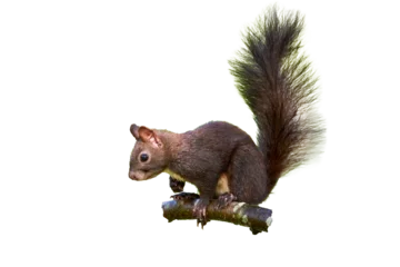 Selbstklebende Fototapeten Eurasian red squirrel isolated (Sciurus vulgaris) © Adrian 