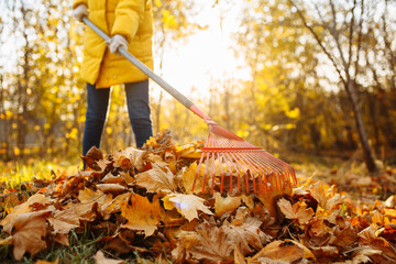 A young girl is clearing fallen leaves in the park on a sunny autumn evening. A woman volunteers in...