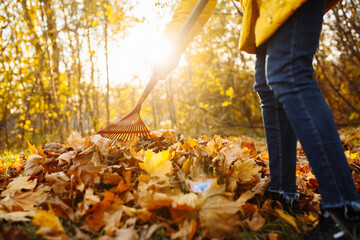 A close-up shot of a rake removing leaves. November sunny sunset evening. Gold autumn.