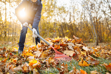 A close-up shot of a rake removing leaves in a park. A young man is collecting leaves. Autumn...