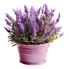 lavender flowers png ,Lavender flower home decoration isolated on transparent background...