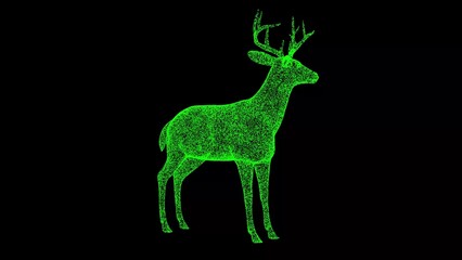 3D Young deer on black background. Zoo Park concept. Wild animals. Business advertising backdrop. For title, text, presentation. 3d animation.