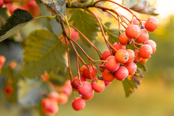 Scandinavian rowan berry on a tree close-up.