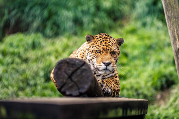 The jaguar is the only big cat in America and the third largest in the world, after tigers and lions. © Creative Pixels