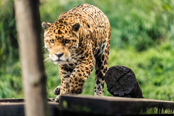 The jaguar is the only big cat in America and the third largest in the world, after tigers and lions. © Creative Pixels
