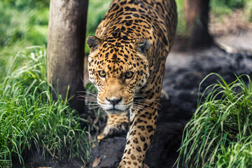 The jaguar is the only big cat in America and the third largest in the world, after tigers and lions. © Creative Pixels