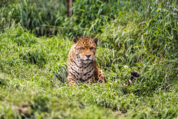 The jaguar is the only big cat in America and the third largest in the world, after tigers and lions. © Creative Pixels