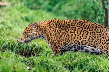 The jaguar is the only big cat in America and the third largest in the world, after tigers and...