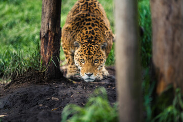 The jaguar is the only big cat in America and the third largest in the world, after tigers and lions. - obrazy, fototapety, plakaty