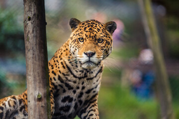 The jaguar is the only big cat in America and the third largest in the world, after tigers and lions. © Creative Pixels