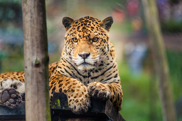 The jaguar is the only big cat in America and the third largest in the world, after tigers and lions. © Creative Pixels