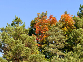 Colourful trees in fall