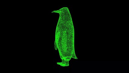 3D Penguin on black background. Zoo Park concept. Wild animals. Business advertising backdrop. For title, text, presentation. 3d animation.