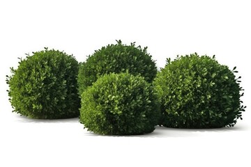 green bushes in a natural garden setting, exhibiting the artistry of gardening and nature's beauty.