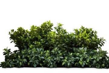 Fototapeta premium Lush green foliage of various plants and trees in a well-maintained gardening background, celebrating the beauty of nature and design.