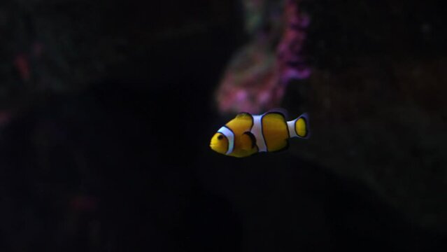 Charming Underwater World, Clown Fish and Friends Swimming in 4K, Inspired by Dory&rsquo;s Finding Nemo