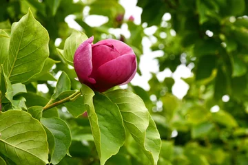 Foto auf Acrylglas Tulpenmagnolie "Lennei" im August © Rhönbergfoto