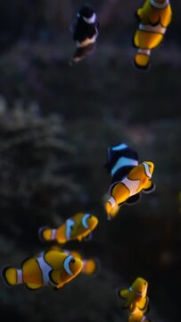 Clownfish in Vertical, Charm in 4K