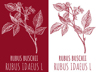 Drawings RED RASPBERRY . Hand drawn illustration. Latin name RUBUS IDAEUS L. - obrazy, fototapety, plakaty