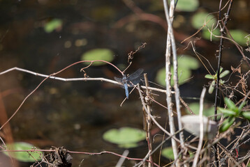 Male Blue Corporal Dragonfly
