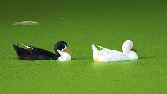 A flock of ducks swimming gracefully in a duckweed covered lake. The duckweed creates a vibrant green carpet on the water surface. The scene is peaceful and serene, and the ducks are a beautiful sight
