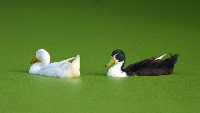 A flock of ducks swimming gracefully in a duckweed covered lake. The duckweed creates a vibrant green carpet on the water surface. The scene is peaceful and serene, and the ducks are a beautiful sight