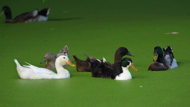 A flock of ducks swimming gracefully in a duckweed covered lake. The duckweed creates a vibrant green carpet on the water surface. The scene is peaceful and serene, and the ducks are a beautiful sight