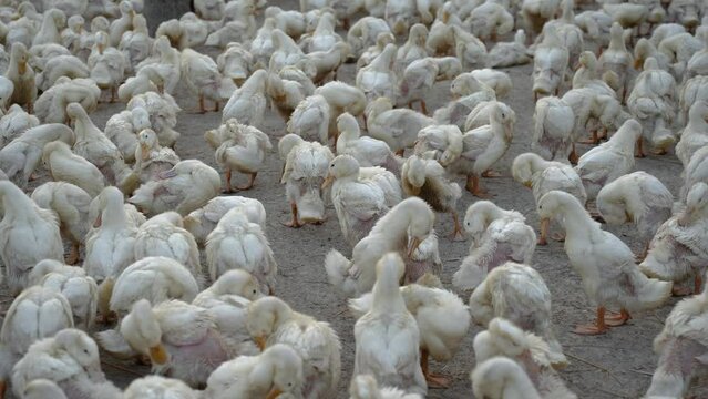 Lively scene of ducks at a serene farm, where these white birds roam freely, quacking and tending to their wings while creating a charming rural atmosphere