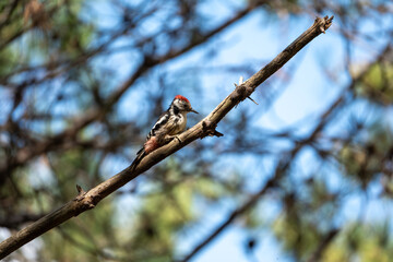 Red woodpecker bird on the branch. Big woodpecker bird on the branch. Birds in the forest, bird...