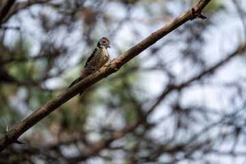 Red woodpecker bird on the branch. Big woodpecker bird on the branch. Birds in the forest, bird sounds, peace, nature.