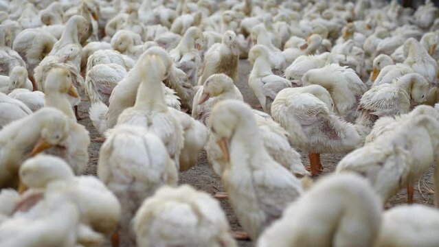 Lively scene of ducks at a serene farm, where these white birds roam freely, quacking and tending to their wings while creating a charming rural atmosphere