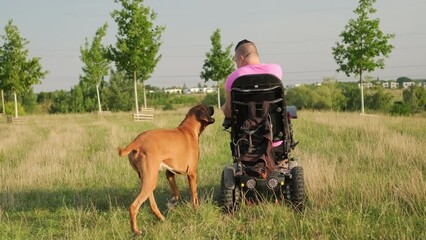 Man wearing pink t-shirt in wheelchair walks domestic dog on meadow illuminated by sunlight. Male with disability enjoys leisurely stroll in fresh air