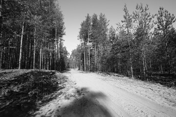 road in forest