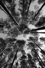 black and white background