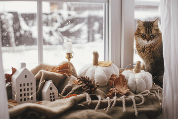 Cute cat sitting at pumpkins pillows, fall leaves, candle, lights on cozy brown scarf on...
