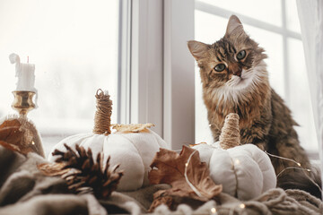 Cute cat looking and sitting with pumpkins pillows, fall leaves, candle, lights on cozy scarf on...