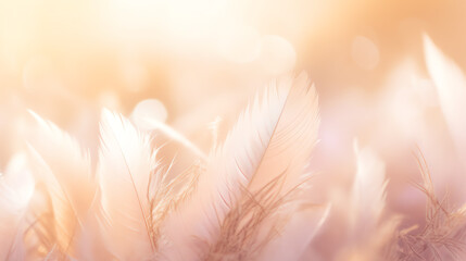 A collection of colorful feathers in a blurred composition