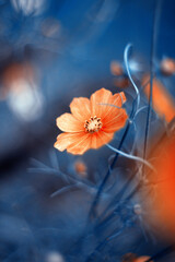 Pomarańczowy, letni kwiat kosmos pierzasty (Garden cosmos), ujęcie makro - obrazy, fototapety, plakaty