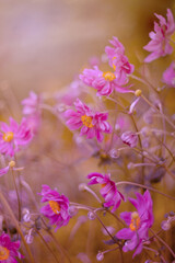 Kwiat różowy i letni ogród. Zawilec japoński, ujęcie makro © anettastar