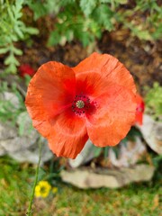 Wild red poppy
