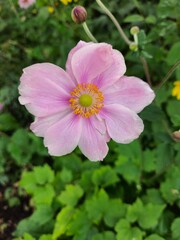 Japanese Anemone flower 