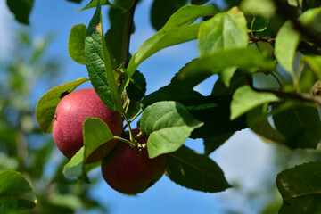 Jabłka w sadzie