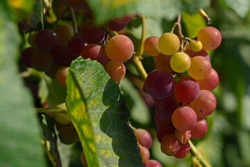 Winogrona rosną w ogrodzie - 652045728