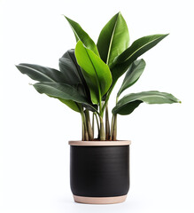 Black pot with a big plant on a white background